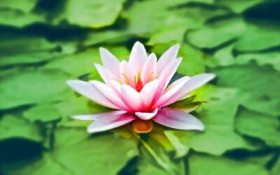 ENSEÑANZAS DE SWAMI SIVANANDA: LAS 18 VIRTUDES DEL YOGA