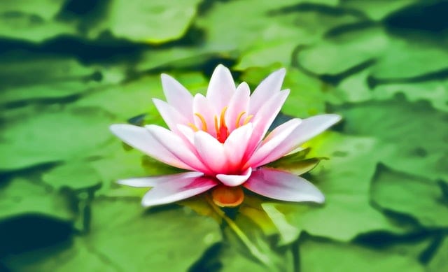 ENSEÑANZAS DE SWAMI SIVANANDA: LAS 18 VIRTUDES DEL YOGA